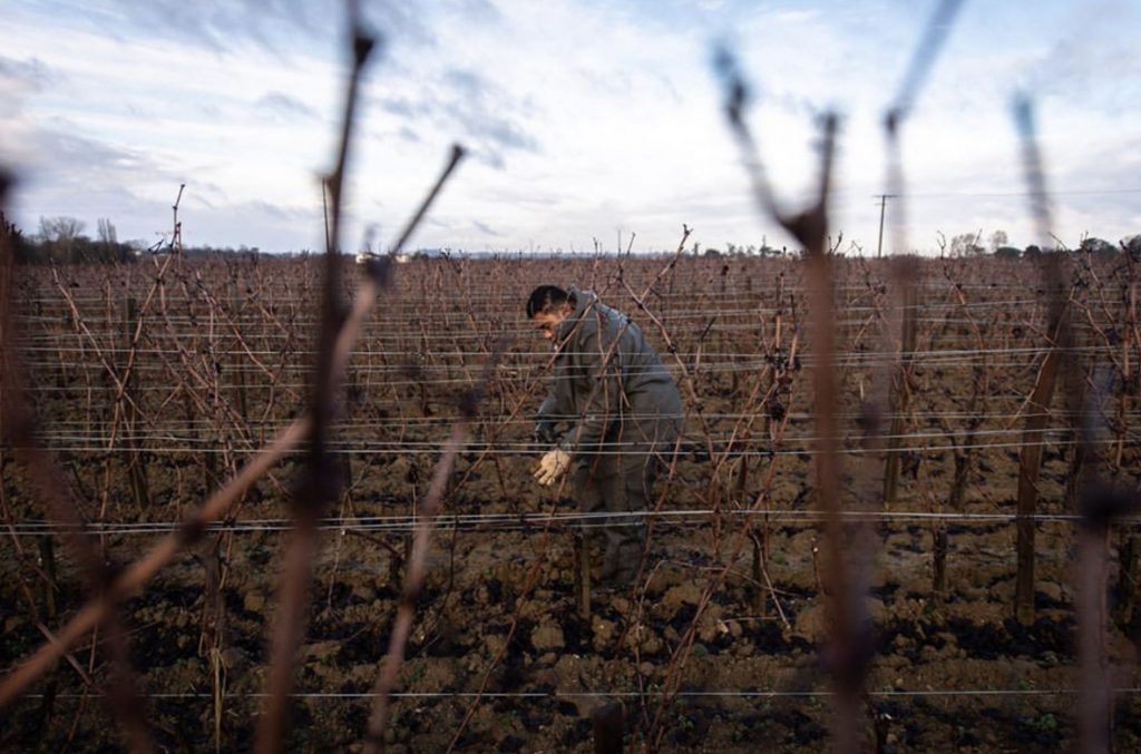 vigneron vignes raisins