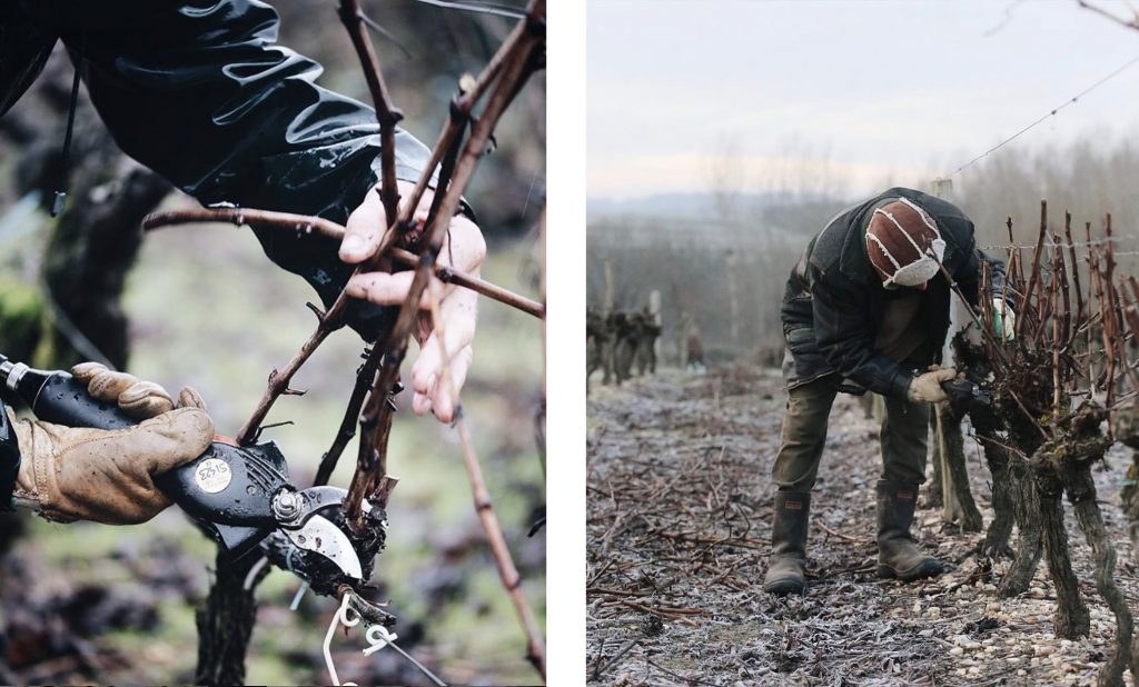 hiver vignes vigneron