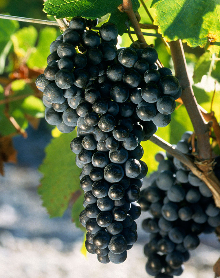 Merlot: the most widespread red grape variety of Bordeaux