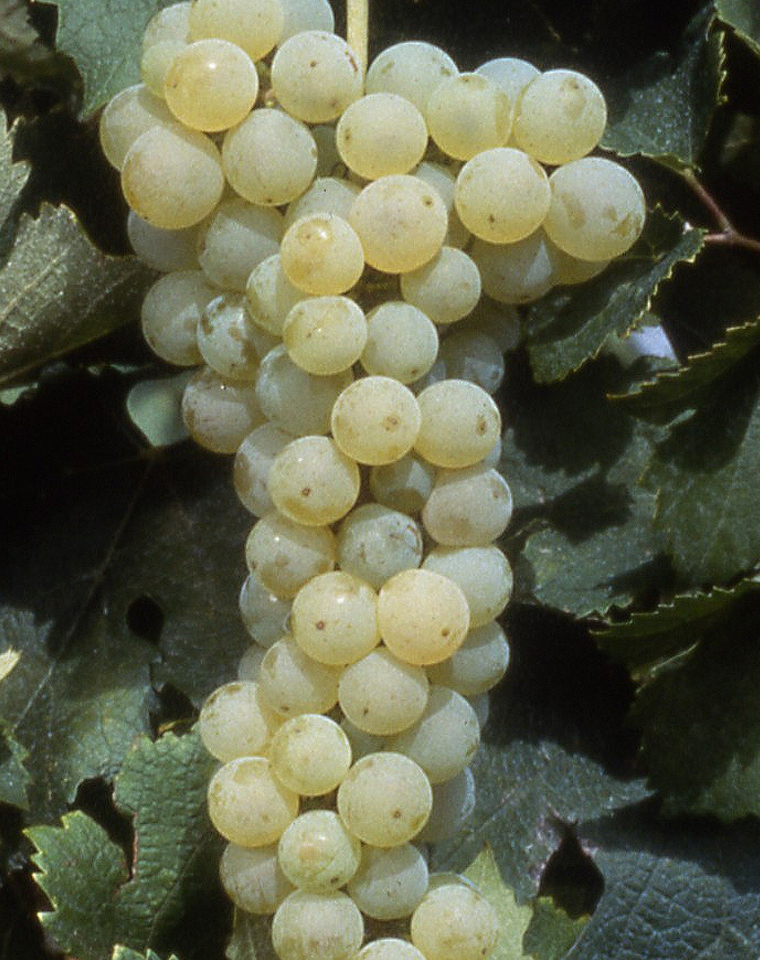 Merlot blanc: witte druivenrassen