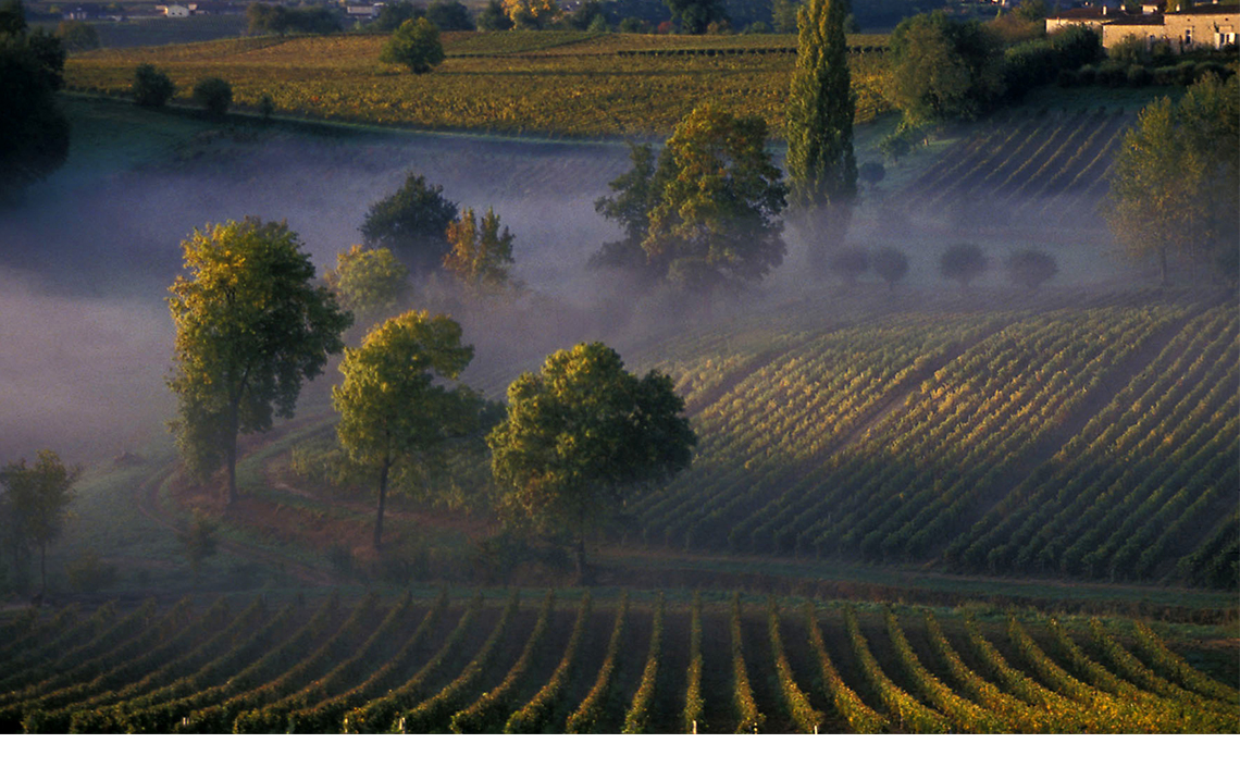 AOC Barsac Ein edelsüßer Weißwein aus der Region Barsac