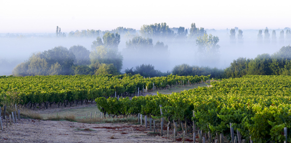 Bordeaux-Superieur-rouge-11