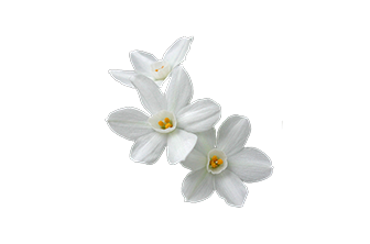 Fleurs Blanches 3 Site Officiel Bordeaux Com Fleurs Blanches 3 Site Officiel Bordeaux Com