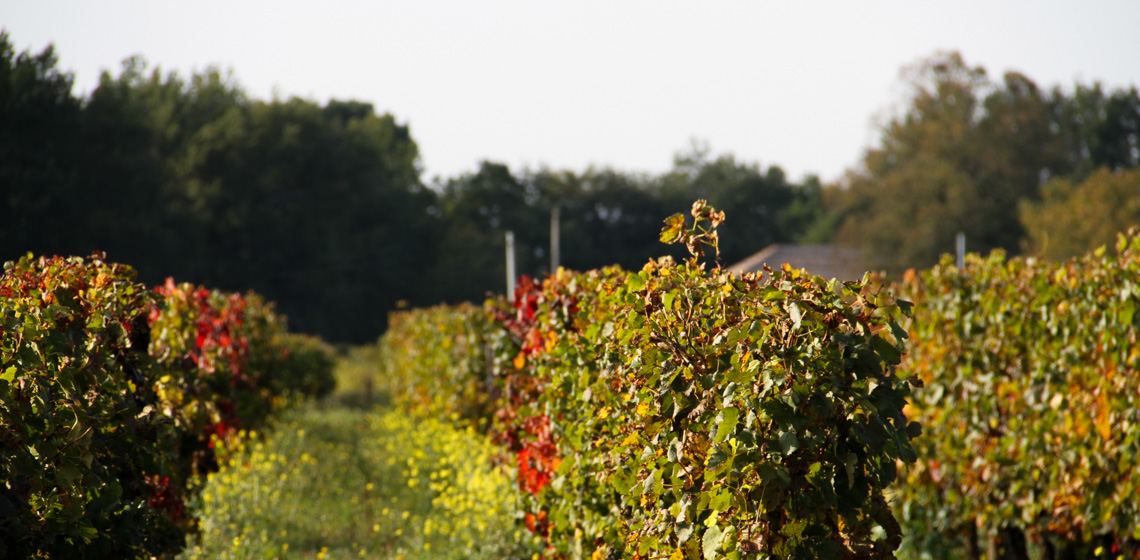 Francs-Cotes-de-Bordeaux-blanc-doux-1