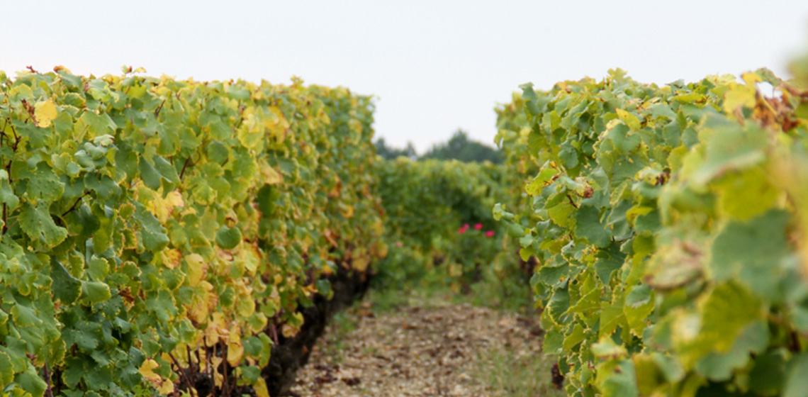 Francs-Cotes-de-Bordeaux-rouge-1