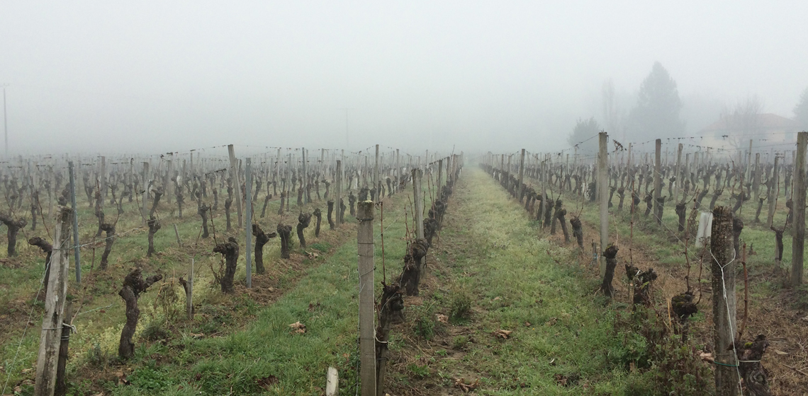 Graves-de-Vayres-blanc-sec-1
