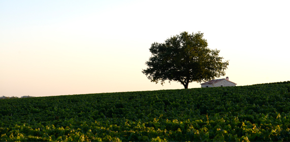 Pauillac-1