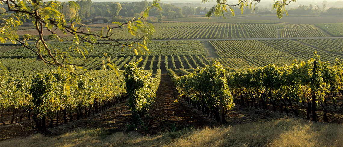 Sainte-Croix-du-Mont : le vin blanc liquoreux de l’AOC