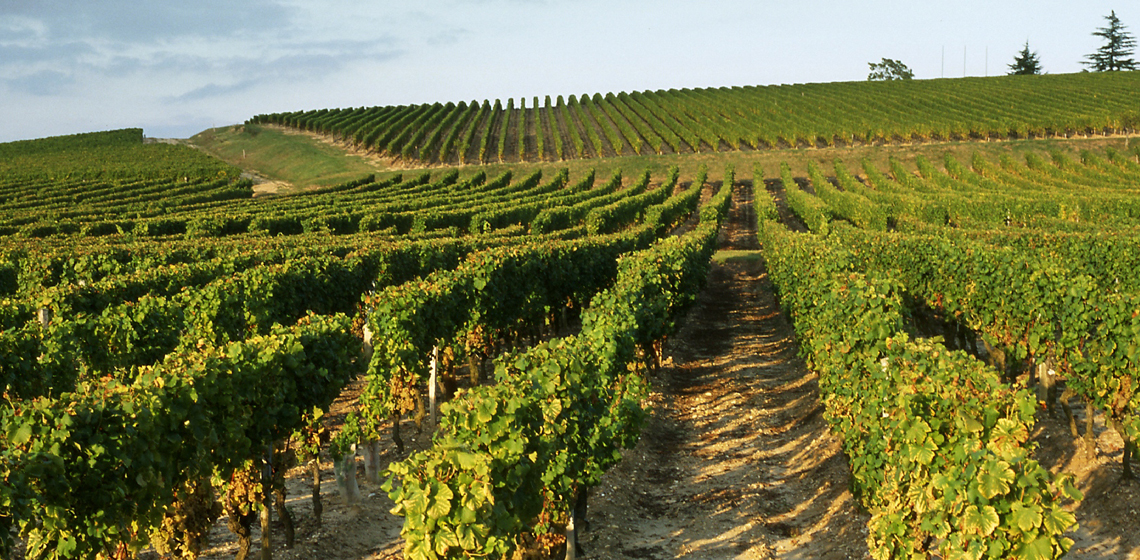 Sainte-Foy-Cotes-de-Bordeaux-blanc-doux-1