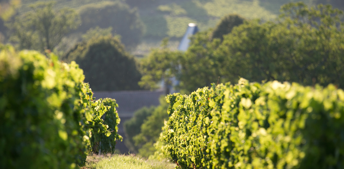 Sainte-Foy-Cotes-de-Bordeaux-blanc-sec-1