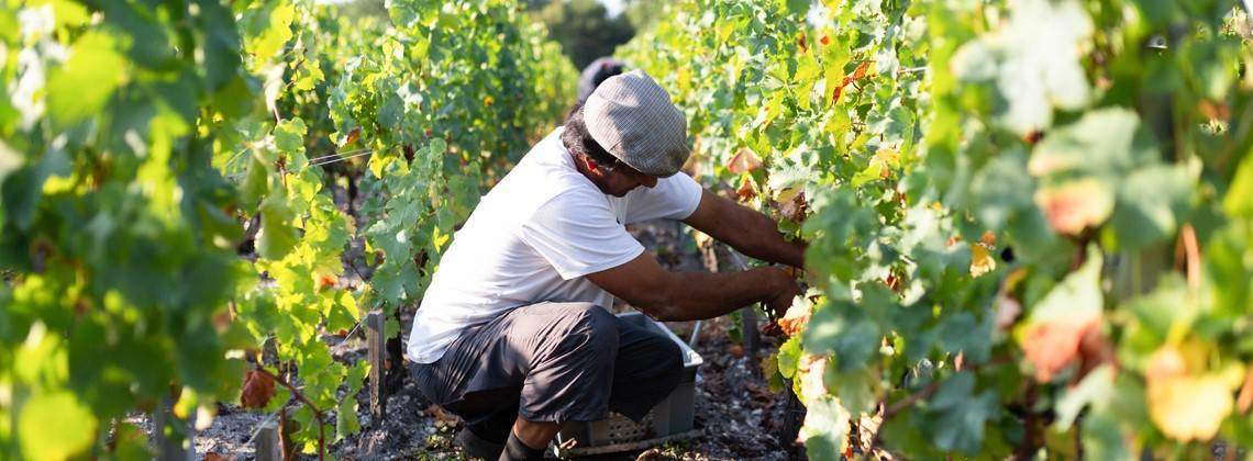 Bordeaux’s Harvest Manual