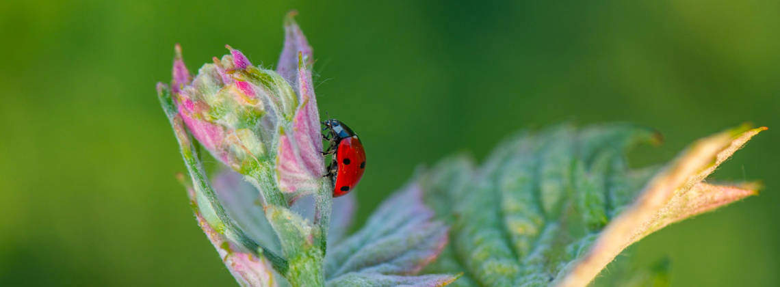 Animals in the vineyard