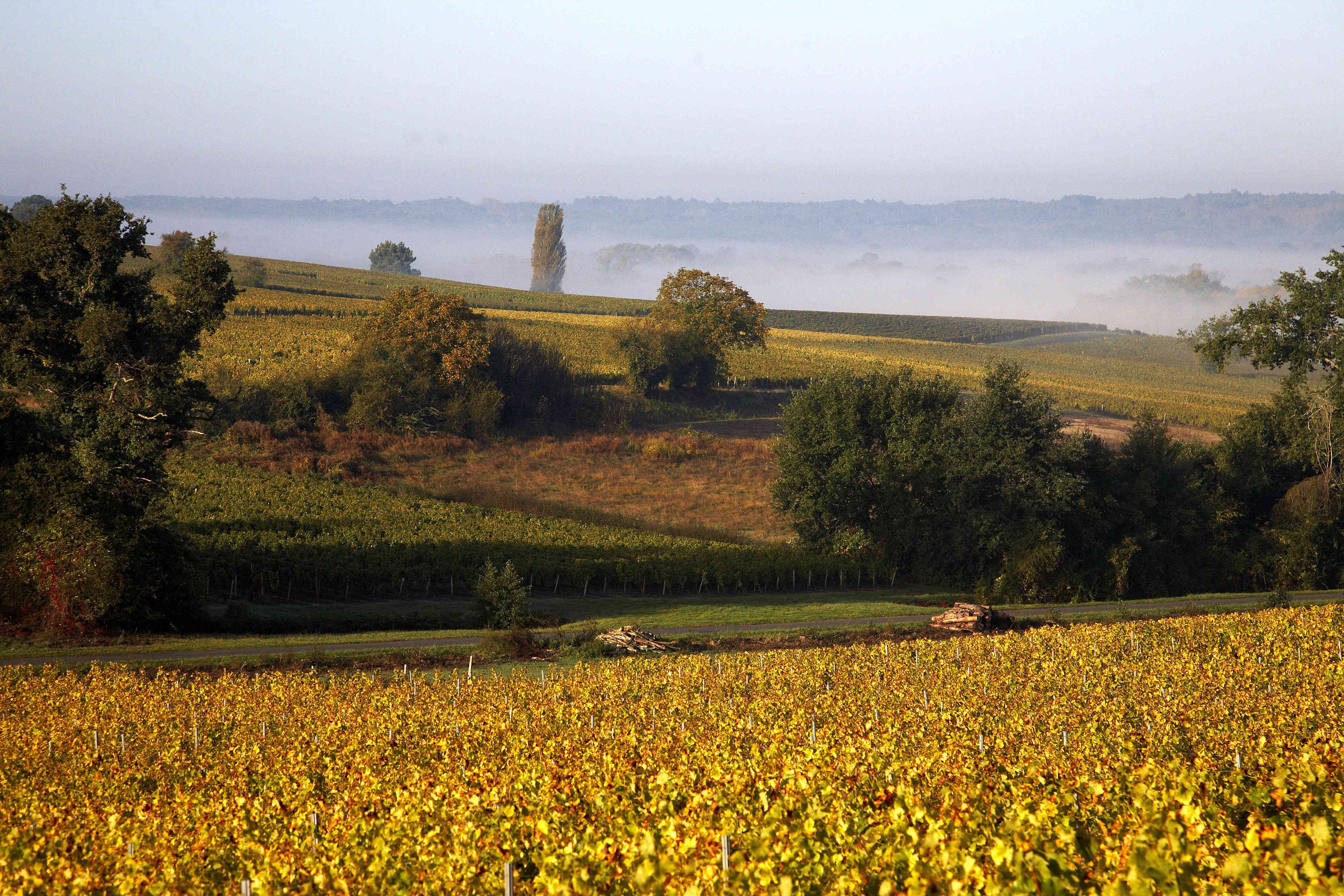 Bordeaux business: 2018 Harvest update