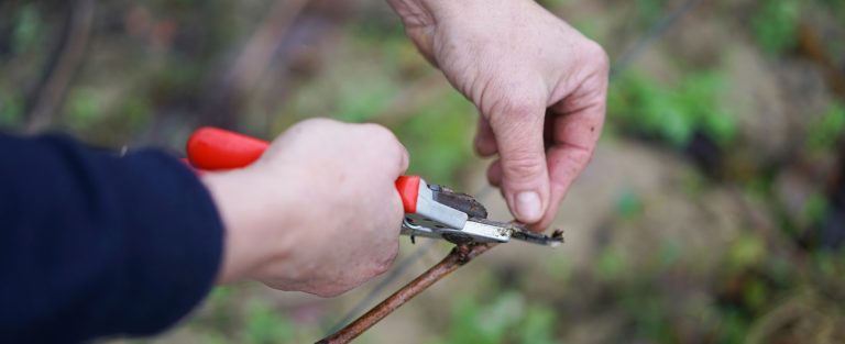 The secrets of pruning revealed