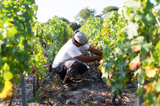 Vineyards and winemaker