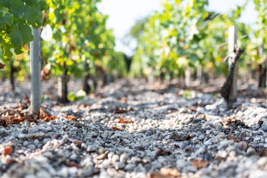 Vineyards