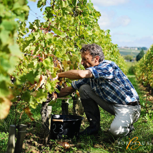 Bordeaux goes green