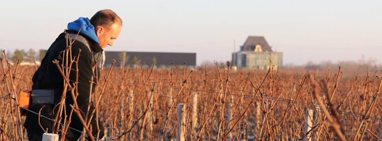 En direct des vignes : le délicat travail de la taille…