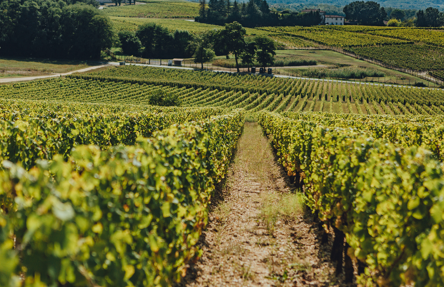 Bordeauxwein: Appellationen für Anfänger