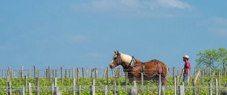 Les animaux vignerons du Bordelais