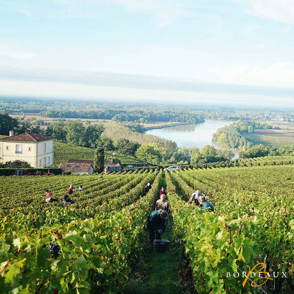 green vineyards