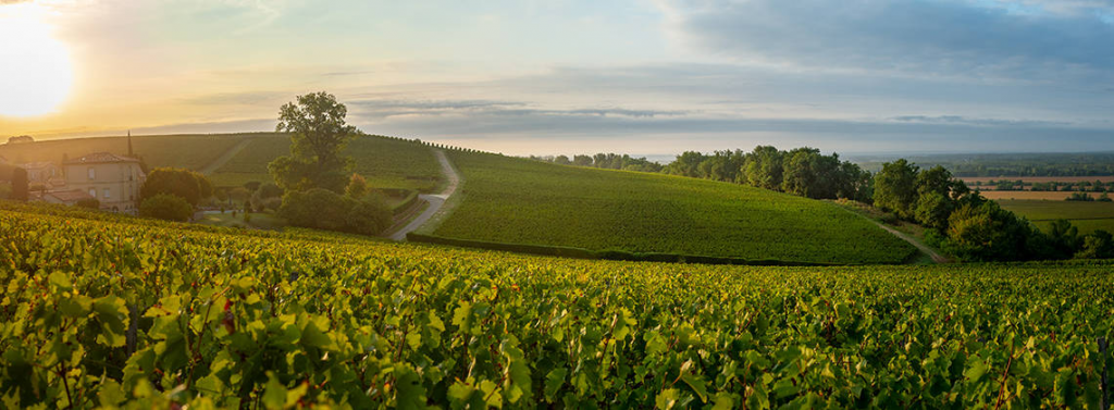 green Bordeaux landscape