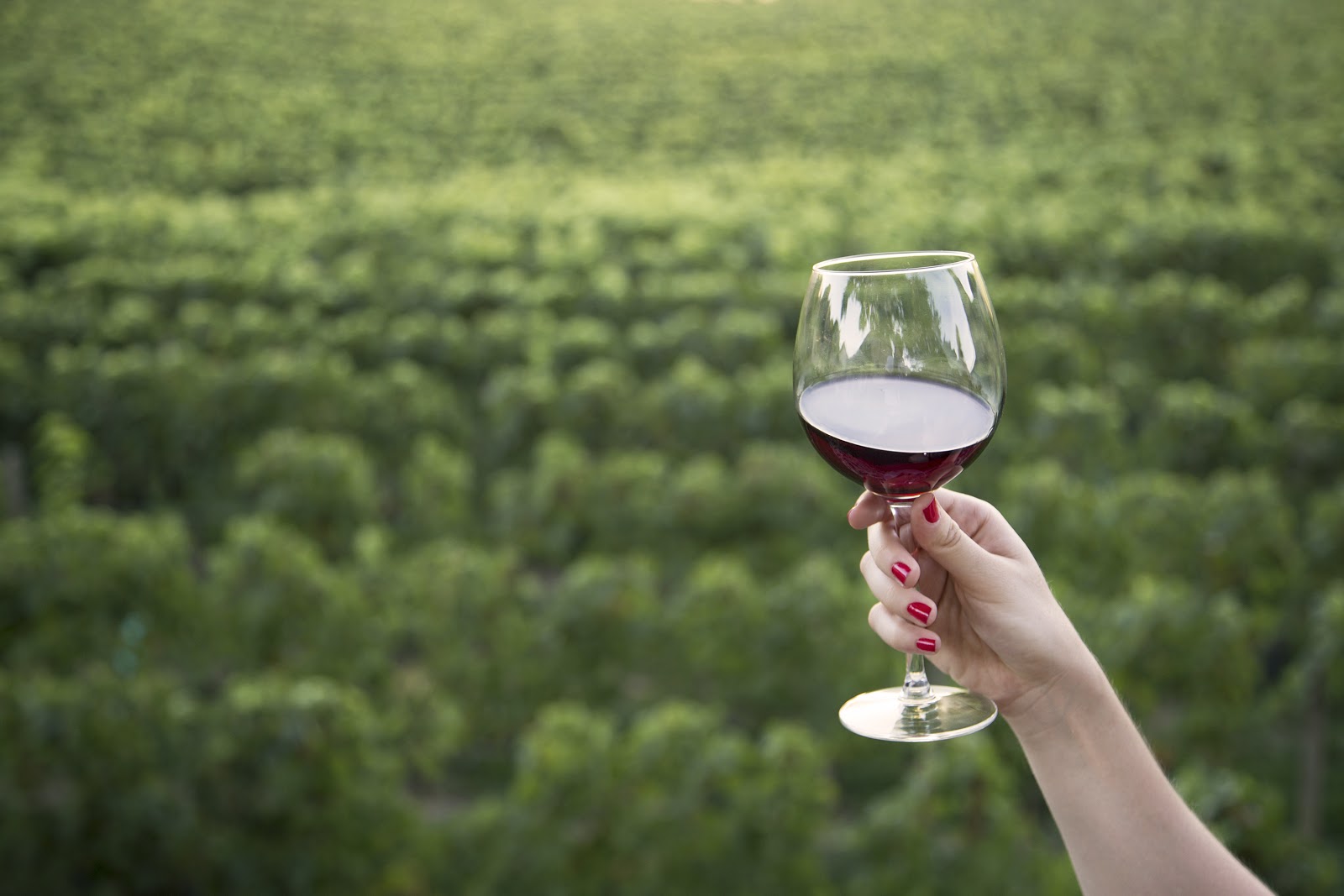 The wine of Saint Emilion Site Officiel