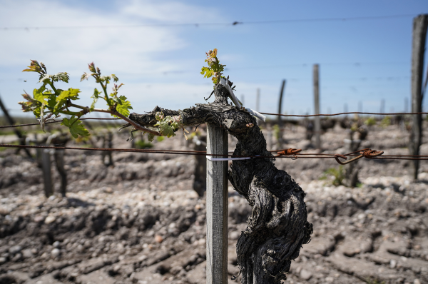 vineyard space