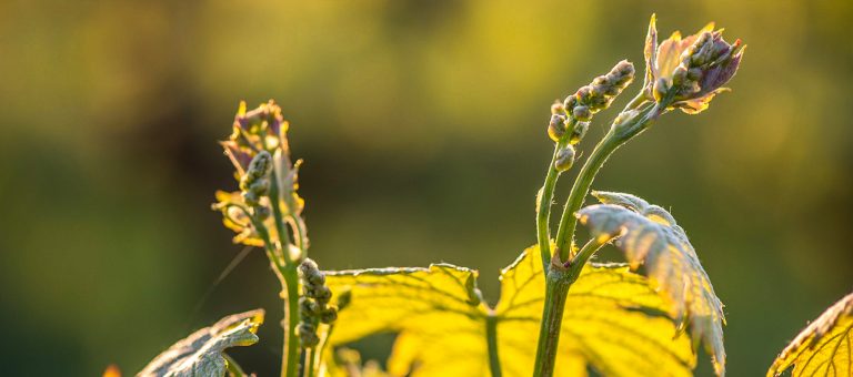 Viticulture bio, biodynamique, raisonnée… quelles différences ?