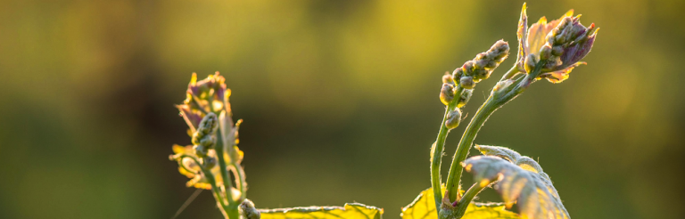 From Bud to Bottle