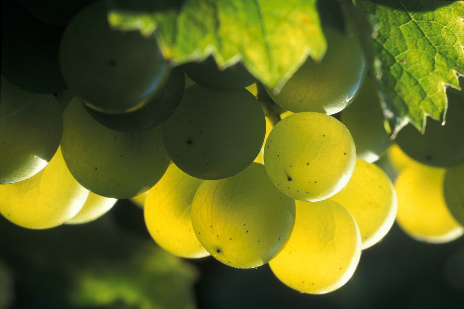 виноград мерло и каберне совиньон. совиньон вино сорт винограда. Sauvignon blanc виноград. совиньон блан сорт винограда. Sauvignon blanc виноград.
