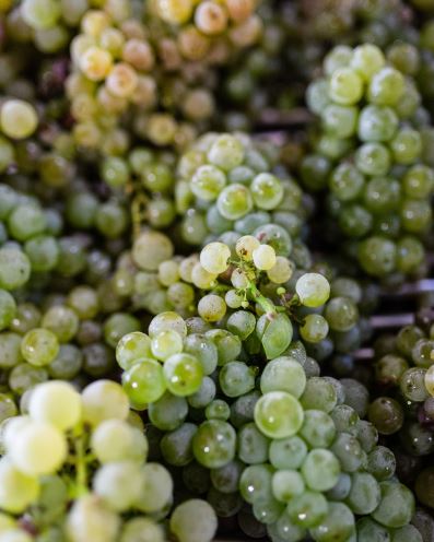 bordeaux cremant grapes