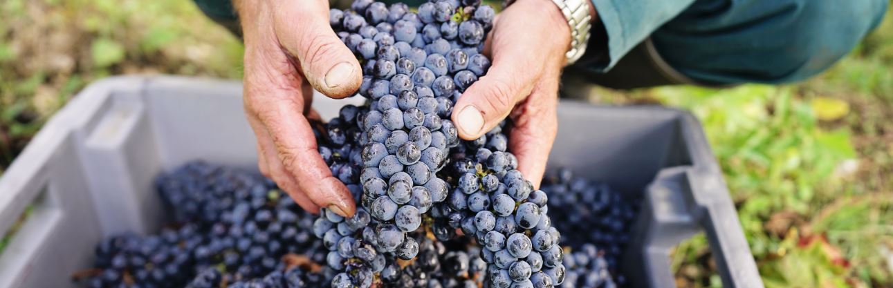 Bordeaux – Rotweine ganz nach deutschem Geschmack