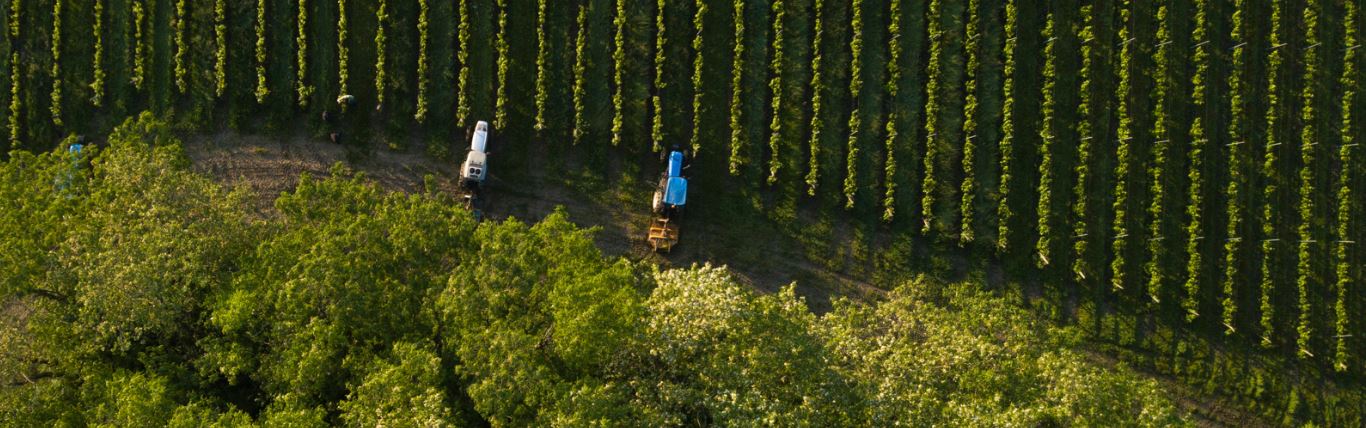 Taking Technology to the Vineyard