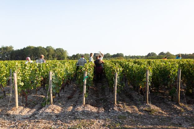 Bordeaux wine vines