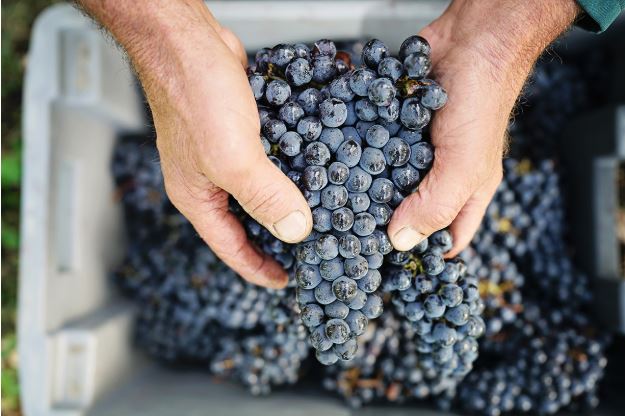 Bordeaux wine grapes