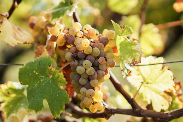 bordeaux wine white grapes