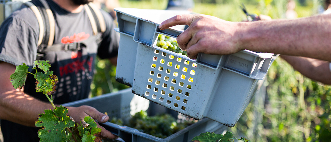 Des nouvelles des vendanges 2019