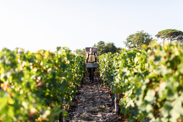 BORDEAUX – Harvest 2019