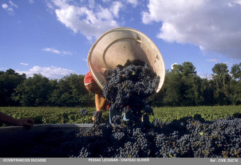 harvest grapes