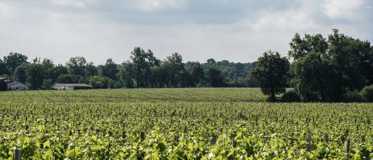 Voyage dans la région des Graves et Sauternes, la « rive gauche » de Bordeaux