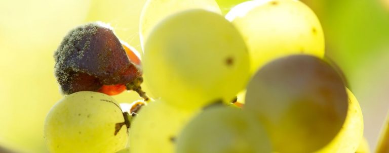 The Sweet wines of Bordeaux