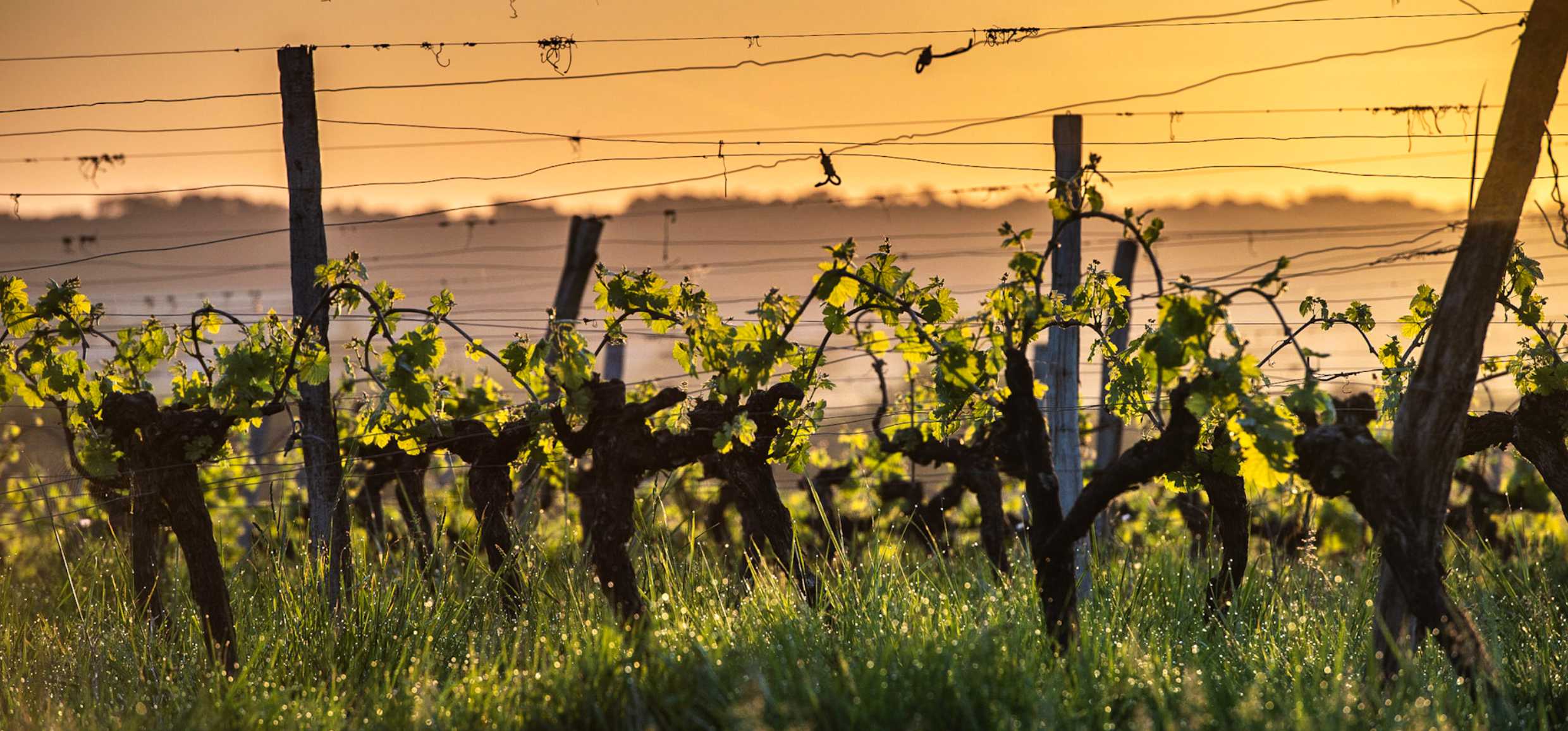 Klimawandel: Weinregion Bordeaux testet 7 neue Rebsorten