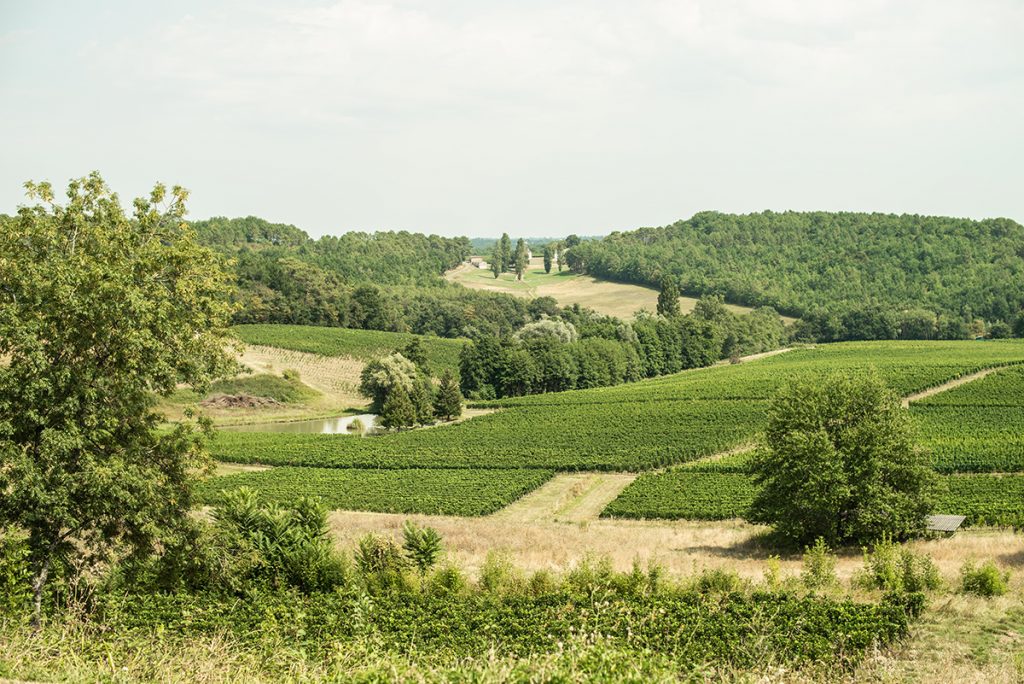 vignoble vert vin