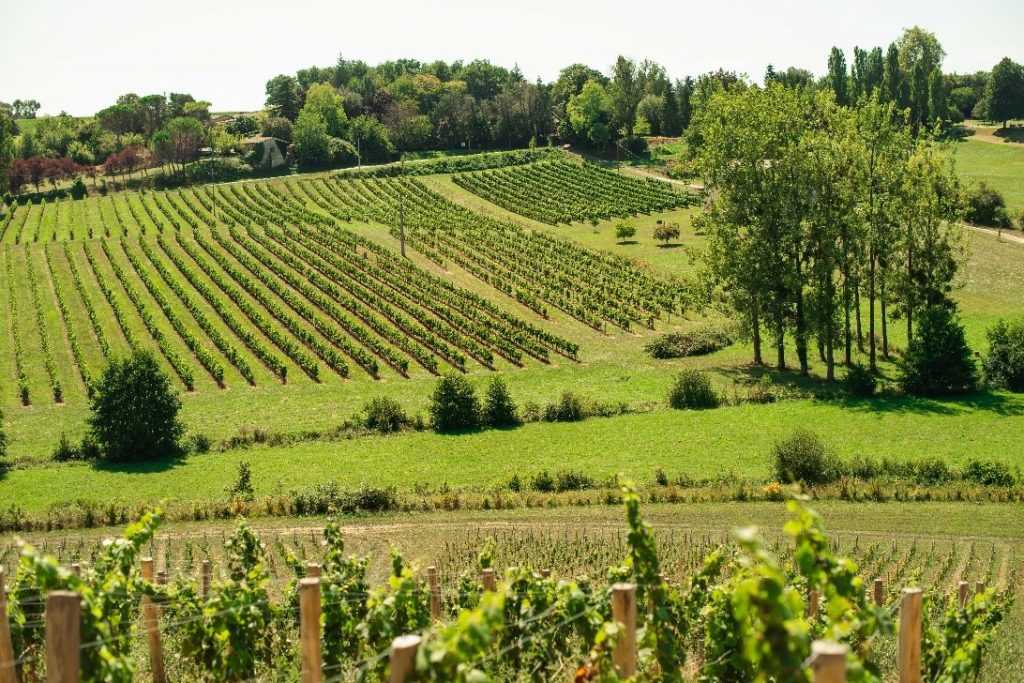 vignoble vert entre-deux-mers