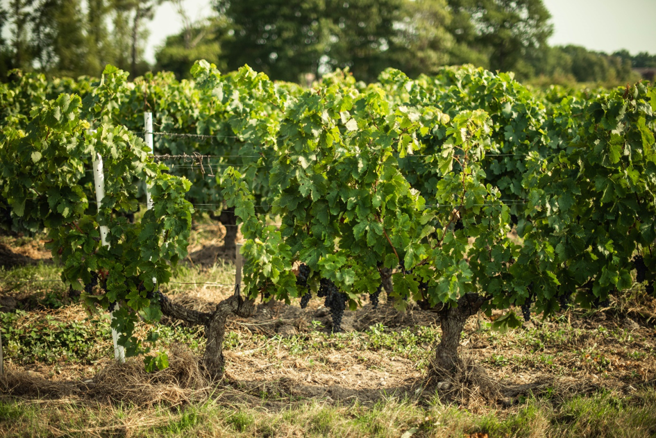 vignoble vignes vert