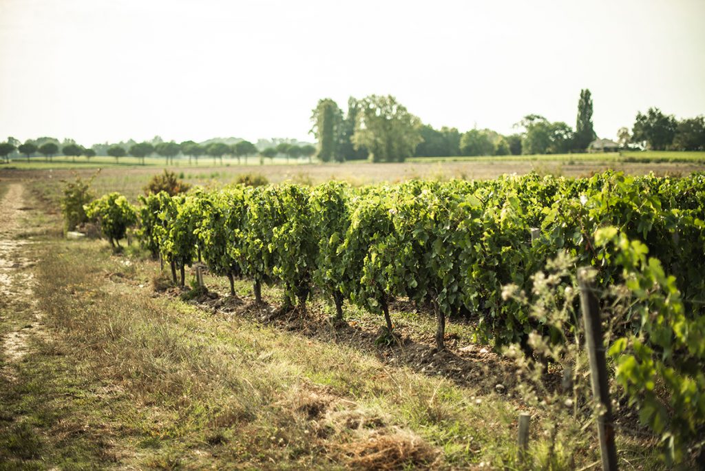 vignoble vignes mûres