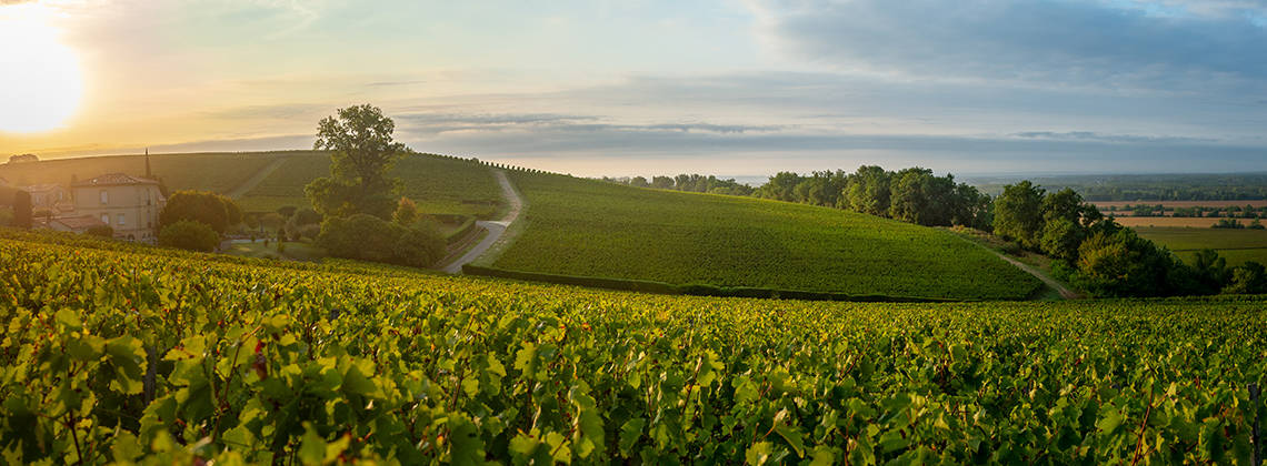 Britons in Bordeaux vineyards