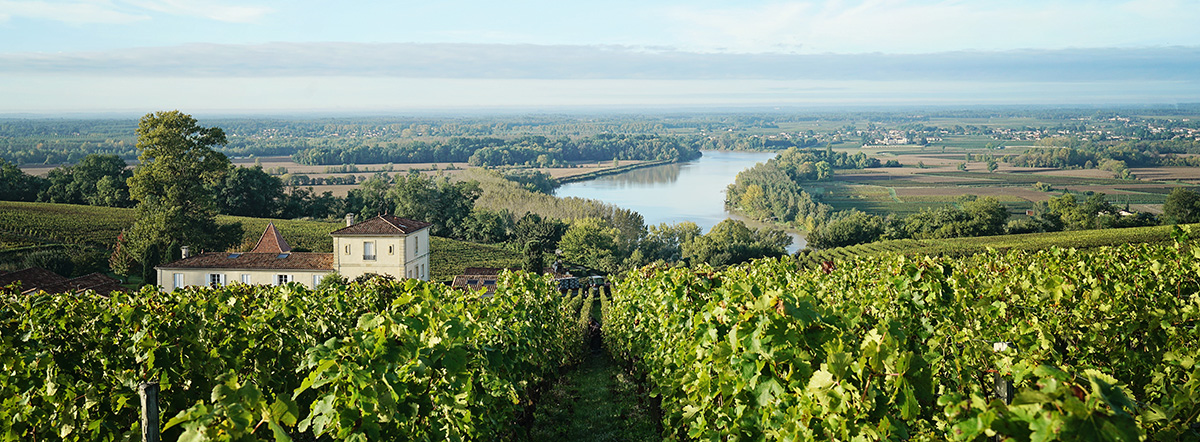 Climate Change: how the Bordeaux vineyards are planning ahead