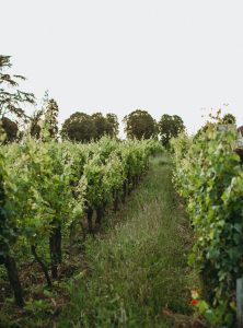 climate change vineyards